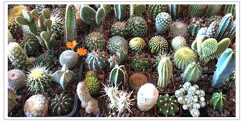 Mundo de Cactus