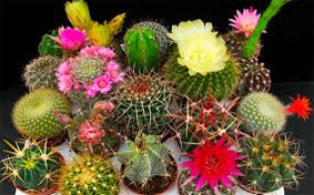 Siembra de Cactus